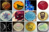 الرسم بالبكتيريا مسابقة غريبة للمتخصصين 