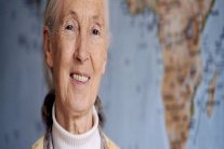 باحثة بريطانية: القرد يفهم ضرورة الحفاظ على البيئة