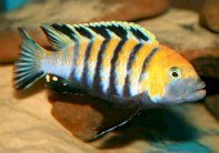 سمكة تعطي أملا للإنسان بتجديد أسنانه إن فقدها