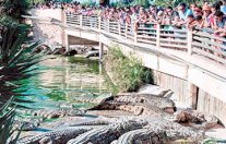 ضوابط جديدة لمنع هروب التماسيح في تايلاند من حظائرها 