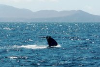 4 قتلى في حادث مركب مراقبة حيتان في كندا