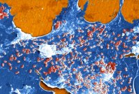 البكتيريا تملك عقلا جرثوميا تتواصل به فيما بينها