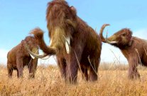 انقراض الماموث عائد الى مرض هشاشة العظام