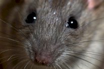 علماء يكتشفون آثار جرذان بحجم كلب