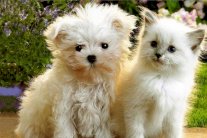 كيف تستدل الحيوانات على طريقها؟