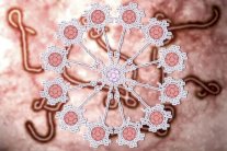 كرات مجهرية خارقة تمنع انتشار إيبولا