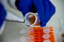 بكتيريا تحل مكان الانسان لإنتاج النحاس في تشيلي