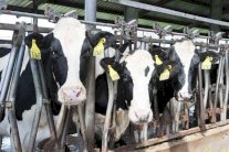 الصين تنشئ اضخم منشأة لاستنساخ الحيوانات