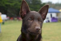 تلقيح الكلاب يخلص العالم من داء الكلب