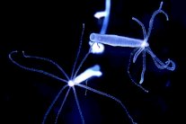 علماء ألمان: تقدم العمر لا يسري على كل المخلوقات