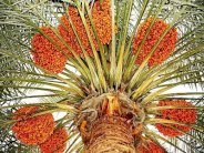 السعودية في المرتبة السادسة بتصدير التمور إلى أميركا