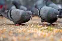 الحمام يتعرف على الأشياء كما يتعلم الأطفال الكلمات