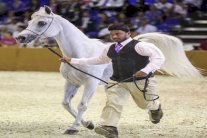 الدورة الـ 11 لمعرض دبي للخيل تشهد مشاركة واسعة