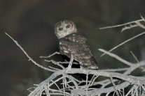 اكتشاف نوع نادر من طائر البومة العُمانية