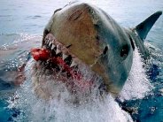 مقتل سائح ألماني هاجمه قرش في البحر الأحمر في مصر 