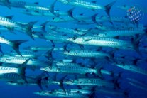 طيران الإمارات ترعى إنتاج أفلام وثائقية بيئية بالدولة