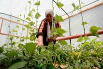 لاجئون فلسطينيون يتذكرون أراضيهم بزراعة اسطح منازلهم 