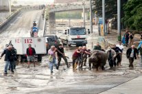 الحيوانات الطليقة تثير رعب السكان في جورجيا