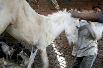 ضبط مزرعة لذبح الحمير وبيع لحومها يثير الشارع المصري