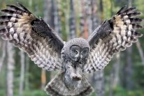 علماء يأخذون من البومة أسرار الطيران الصامت 