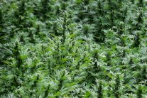 إتلاف مئة طن من المخدرات في ايران