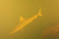 اسماك قرش تسبح داخل حفرة بركانية