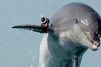 دلفين إسرائيل يتجسس على (حماس)!