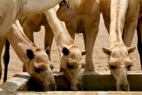 السعودية تستبعد الإبل من أضاحي الحج بسبب كورونا