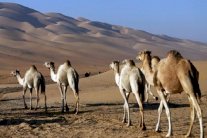 فتوى رسمية سعودية: الإبل ممنوعة عن المشاعر المقدسة‎