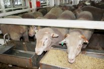 السعودية ستوزع مليون رأس ماشية على فقراء العالم