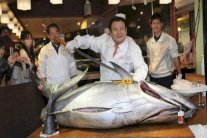 سمكة تونة تباع بـ117 ألف دولار في اليابان!