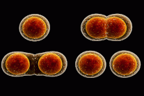 صدفة أوجدت الانسان قبل 600 مليون عام!