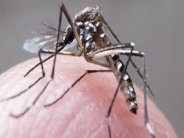 ثلاثة مصابين بفيروس زيكا في نيويورك