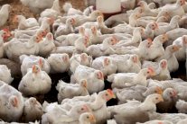 المغرب يعلق مؤقتًا استيراد الدواجن الفرنسية ومشتقاتها