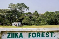 كولومبيا: 20 الف اصابة بفيروس زيكا الفان منها لحوامل