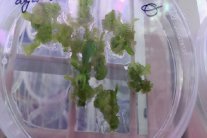 علماء ألمان يزرعون نبتة تبغ سرمدية