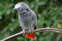 الأمم المتحدة تحظر التجارة في الببغاء الرمادي الأفريقي