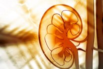 تحويل خلايا الجلد قد يكون حلاً للفشل الكلوي