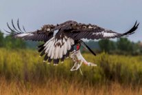 فرنسا تُدرب النسور على اقتناص الطائرات المسيّرة