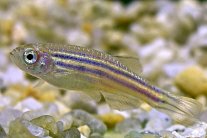 سمكة الزيبرا لمعالجة مضاعفات السكري على الكلية