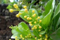 عقار فعال ضد ايبولا من نبتة الأرز الصينية