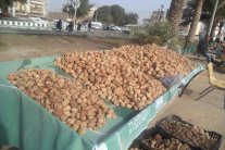 الكمأ يملأ أسواق العراق... الفقراء يتحسرون والأغنياء يشترون