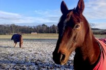 الخيول تتفاعل مع مشاعر أصحابها