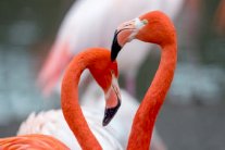 الحيوانات أيضًا تُمارس طقوسًا للحب