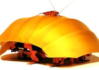 الصراصير مصدر إلهام لتصميم روبوتات