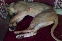 كلب يتسبب في إغلاق مطعم بالسعودية ولبؤة تفترس كويتيًا