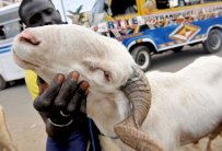 اقفال اسواق لبيع المواشي في نيجيريا لوقف تمويل بوكو حرام