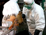 الفاو: تفشي أنفلونزا الطيور في ليبيا يهدد المنطقة 