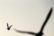 الطيور تستخدم اللغة كما يستخدمها البشر!