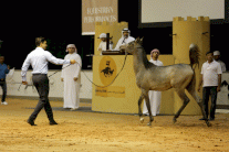 أغلى مُهر في تاريخ المزادات يباع في دبي